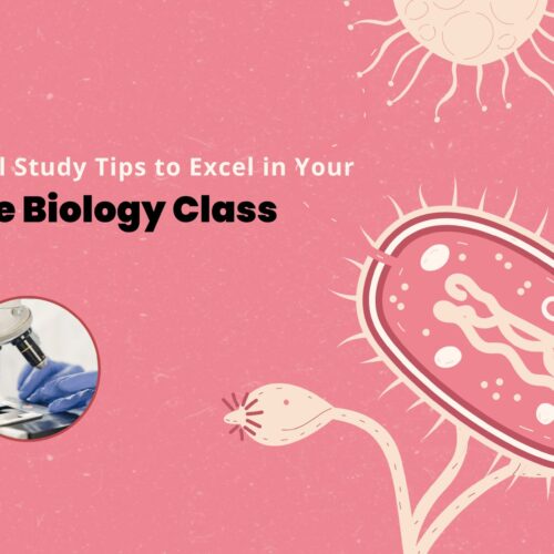 Essential Study Tips to Excel in Your Online Biology Class